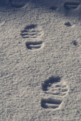 Footsteps-in-the-Snow